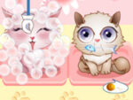 My pet shop